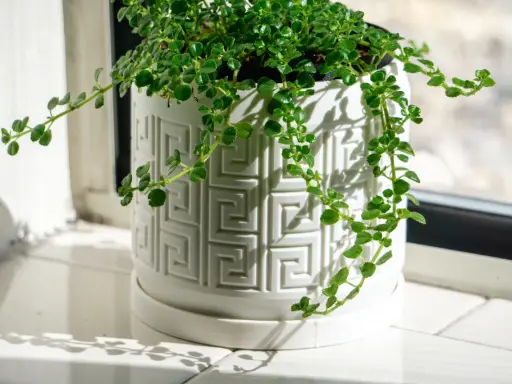 [Aztec Pattern Debossed Planter Pot, with Drainage Holes, Drip Tray] إناء زرع